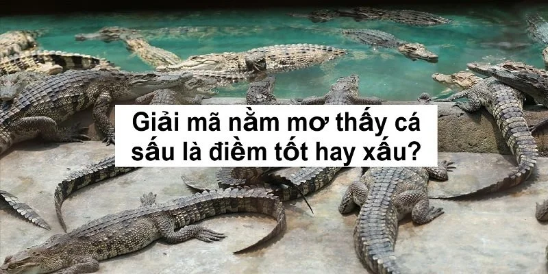 diem-bao-bi-an-cua-giac-mong-thay-ca-sau